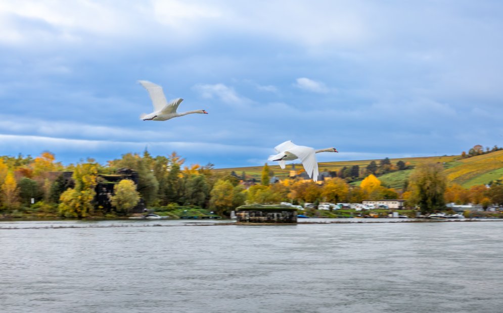 EURC1482-Enhanced-NR